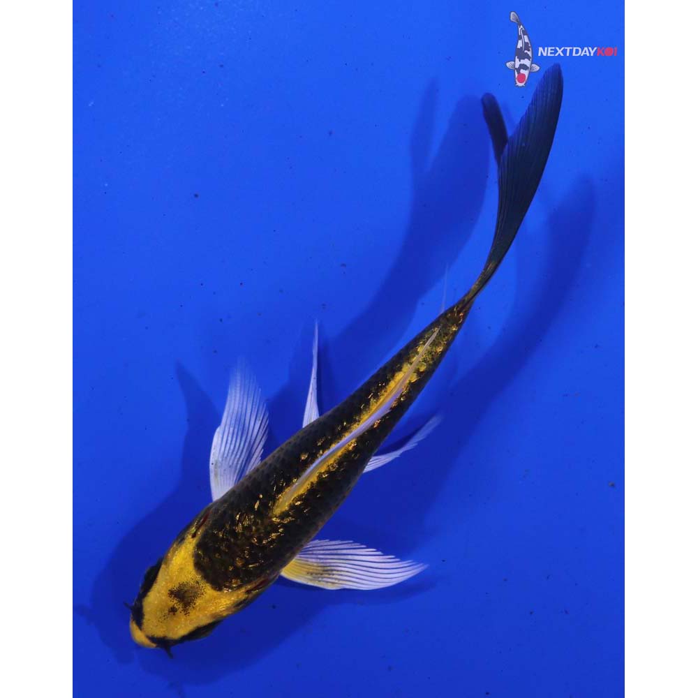 3.5” Imported Gin Rin Ki Matsuba Butterfly Koi