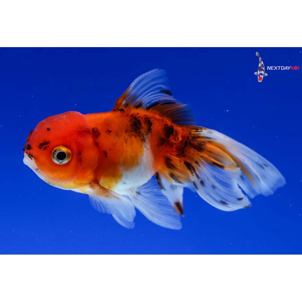 3” Imported Calico Oranda