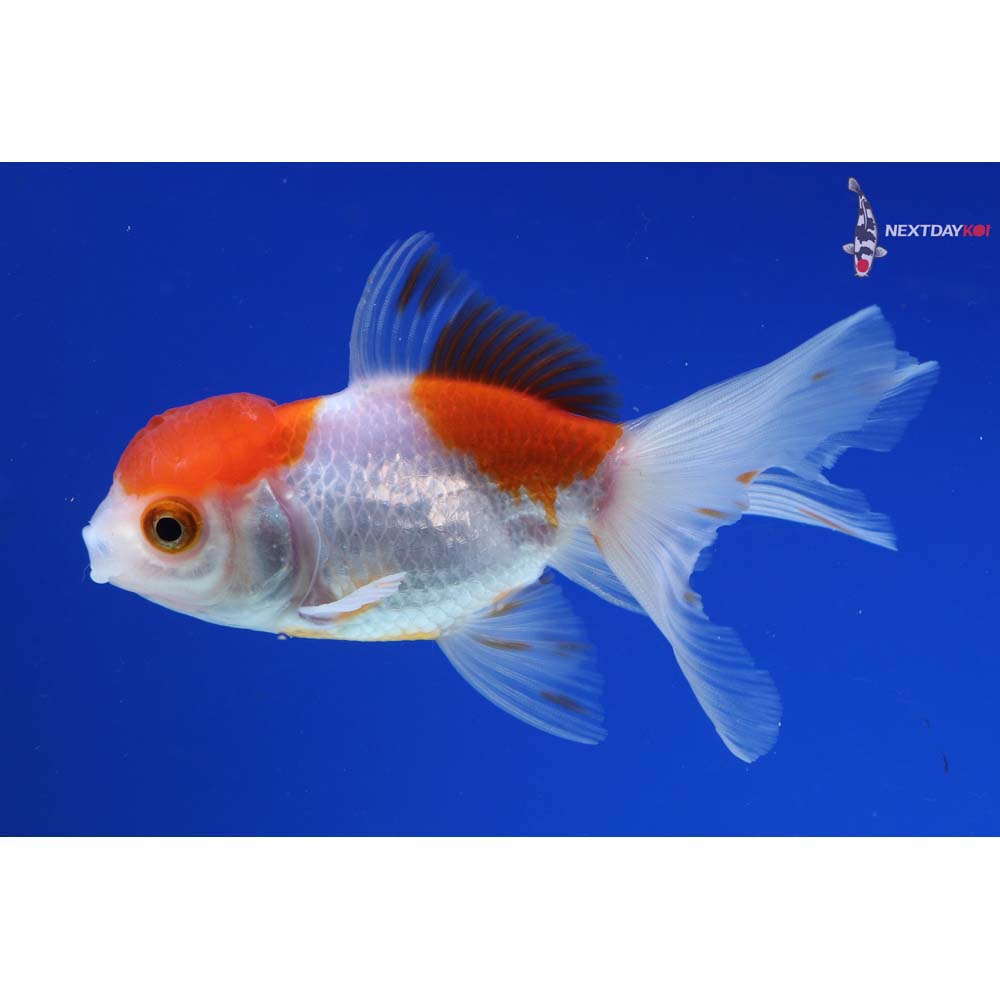 3.5” Imported Red and White Oranda