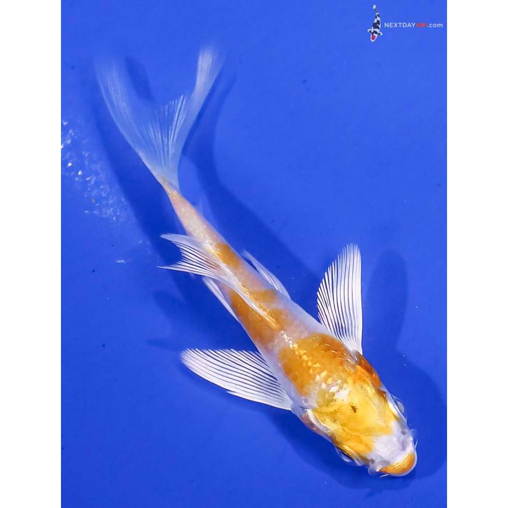 3” Imported Lemon Hariwake Butterfly Koi