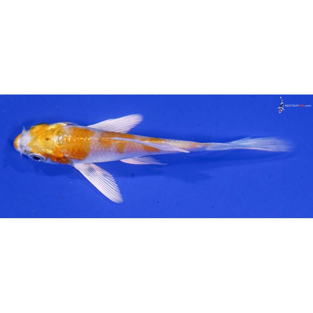 3” Imported Lemon Hariwake Butterfly Koi