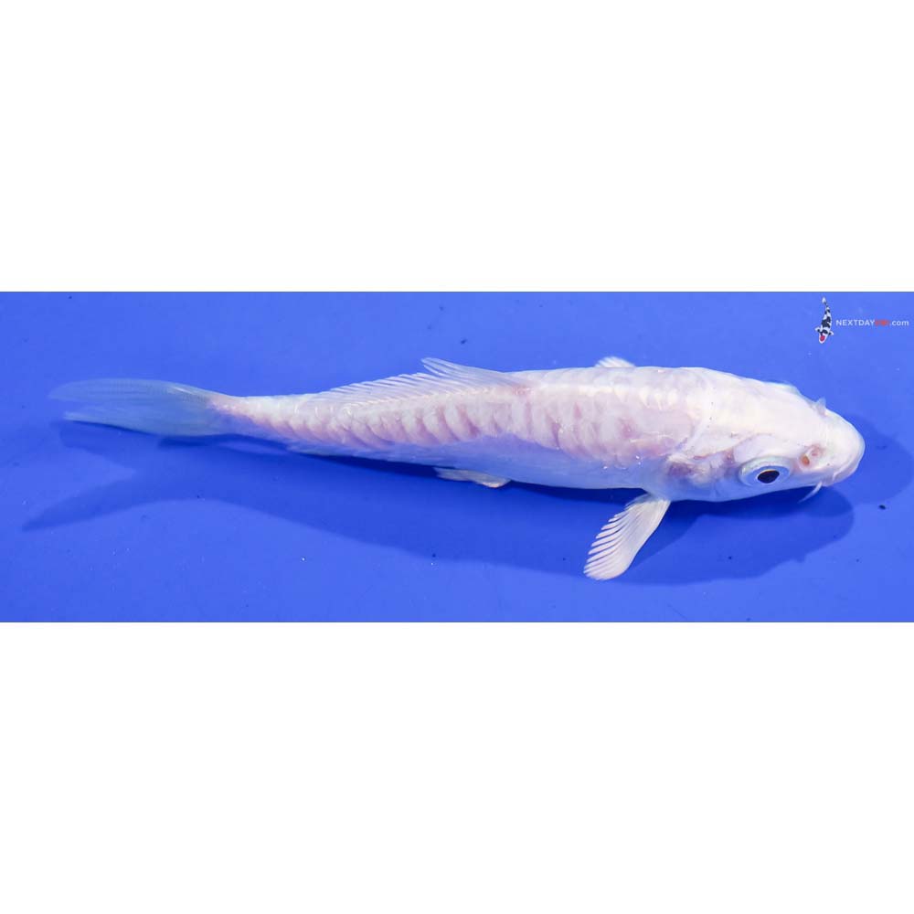 4” Imported Doitsu Platinum Ogon