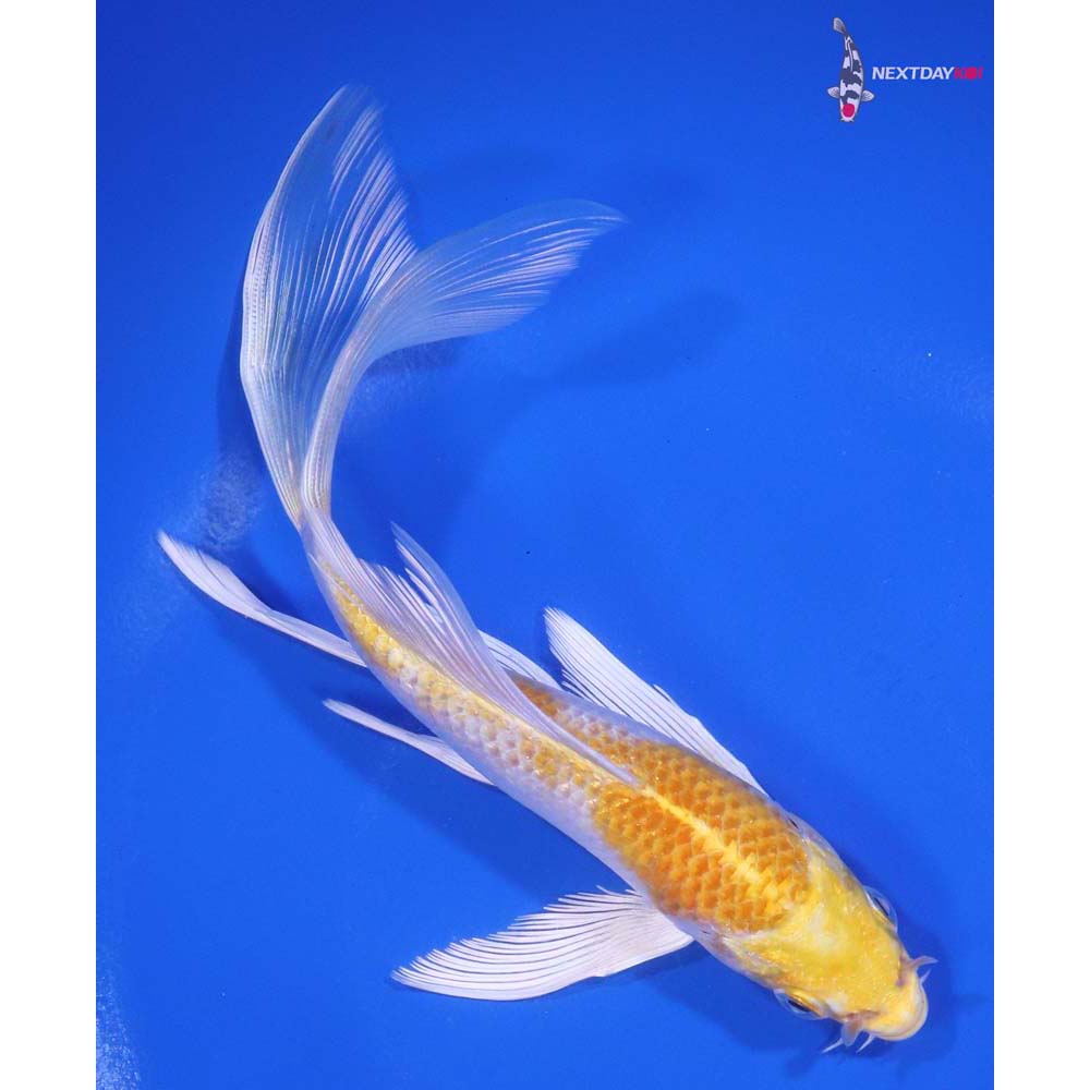 6” Imported Lemon Hariwake Butterfly Koi