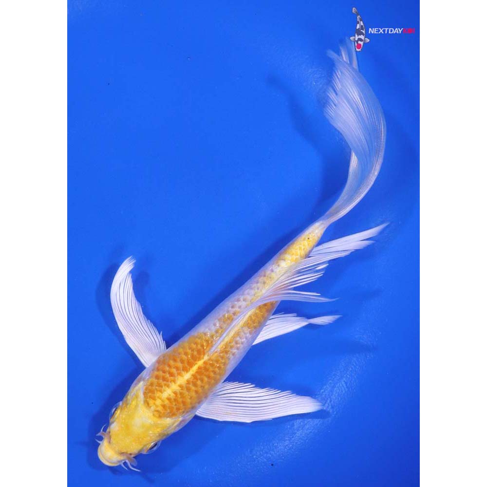 6” Imported Lemon Hariwake Butterfly Koi