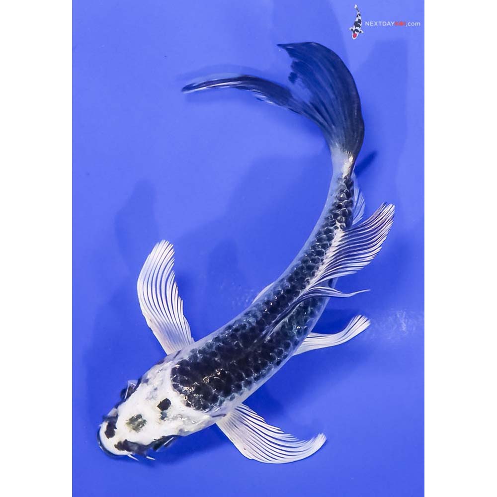 5.5” Imported Gin Matsuba Butterfly Koi