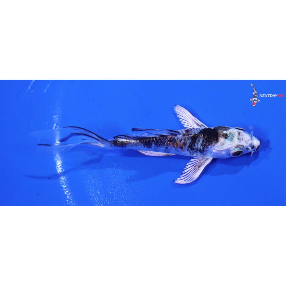 3” Imported Gin Rin Yamato Nishiki Butterfly Koi