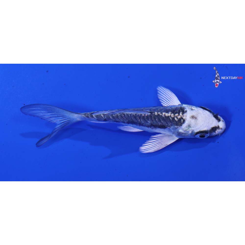 3” Imported Kikokuryu Butterfly Koi