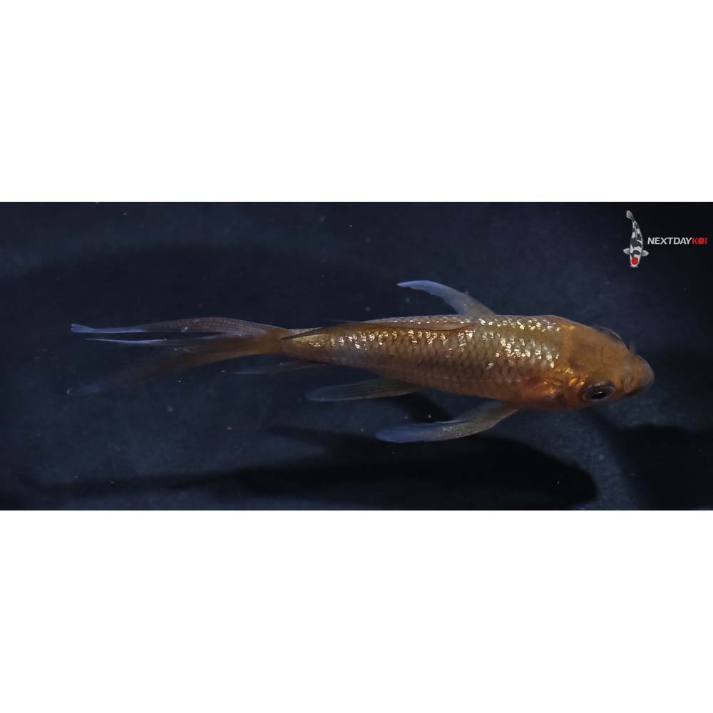 3” Imported Gin Rin Chagoi Butterfly Koi