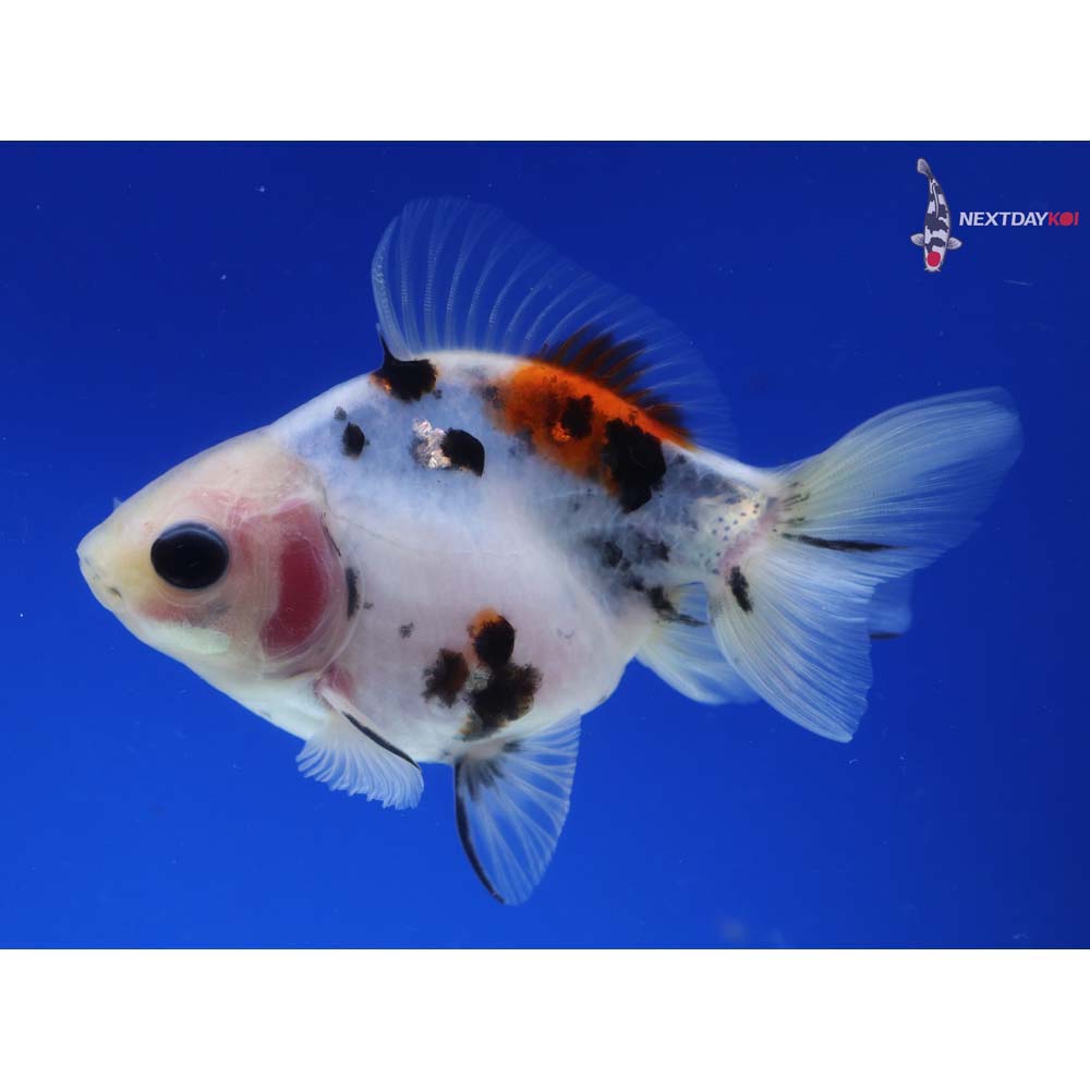 3.5” Imported Calico Ryukin