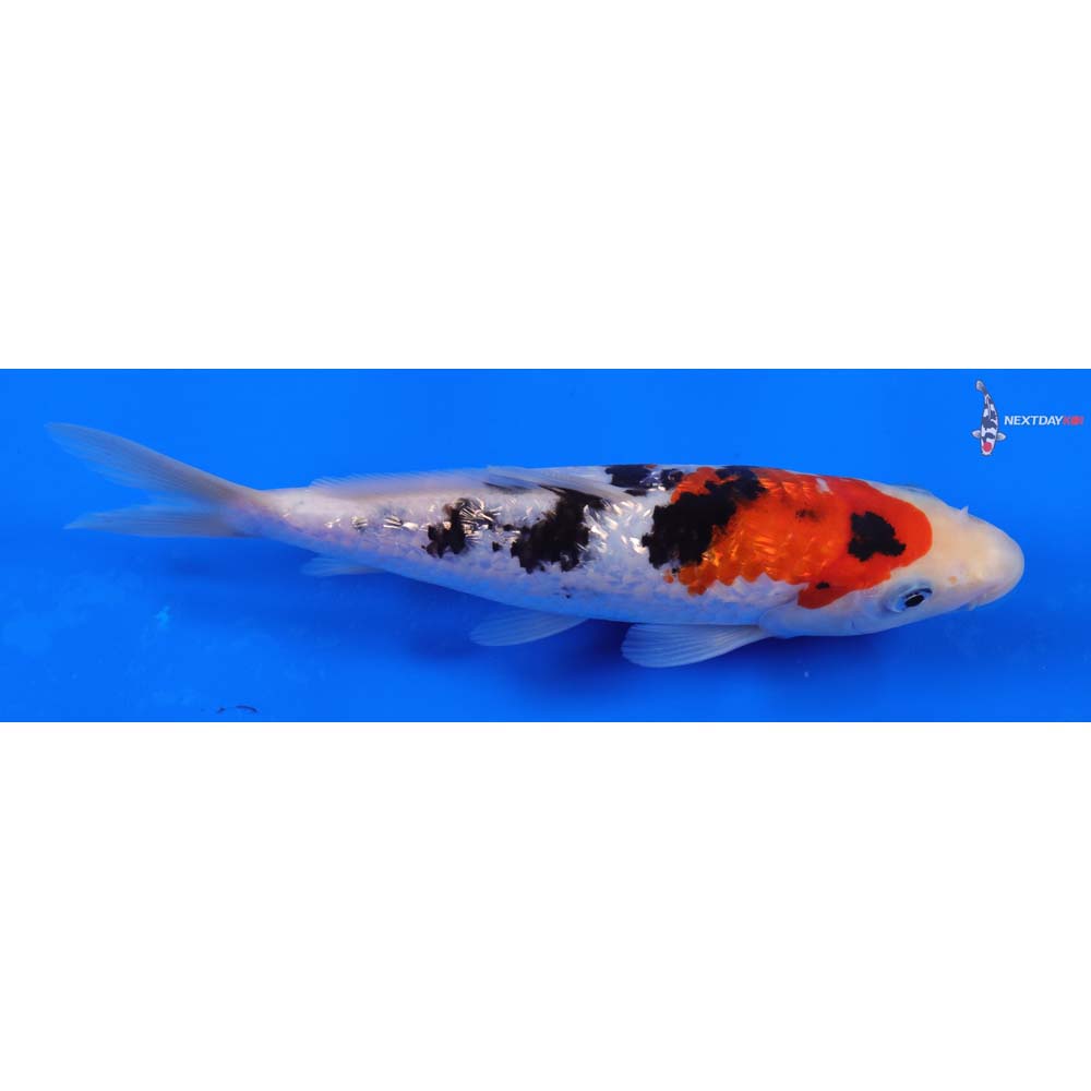 7” Imported Gin Rin Sanke