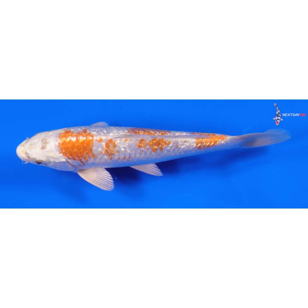 8” Imported Gin Rin Hariwake