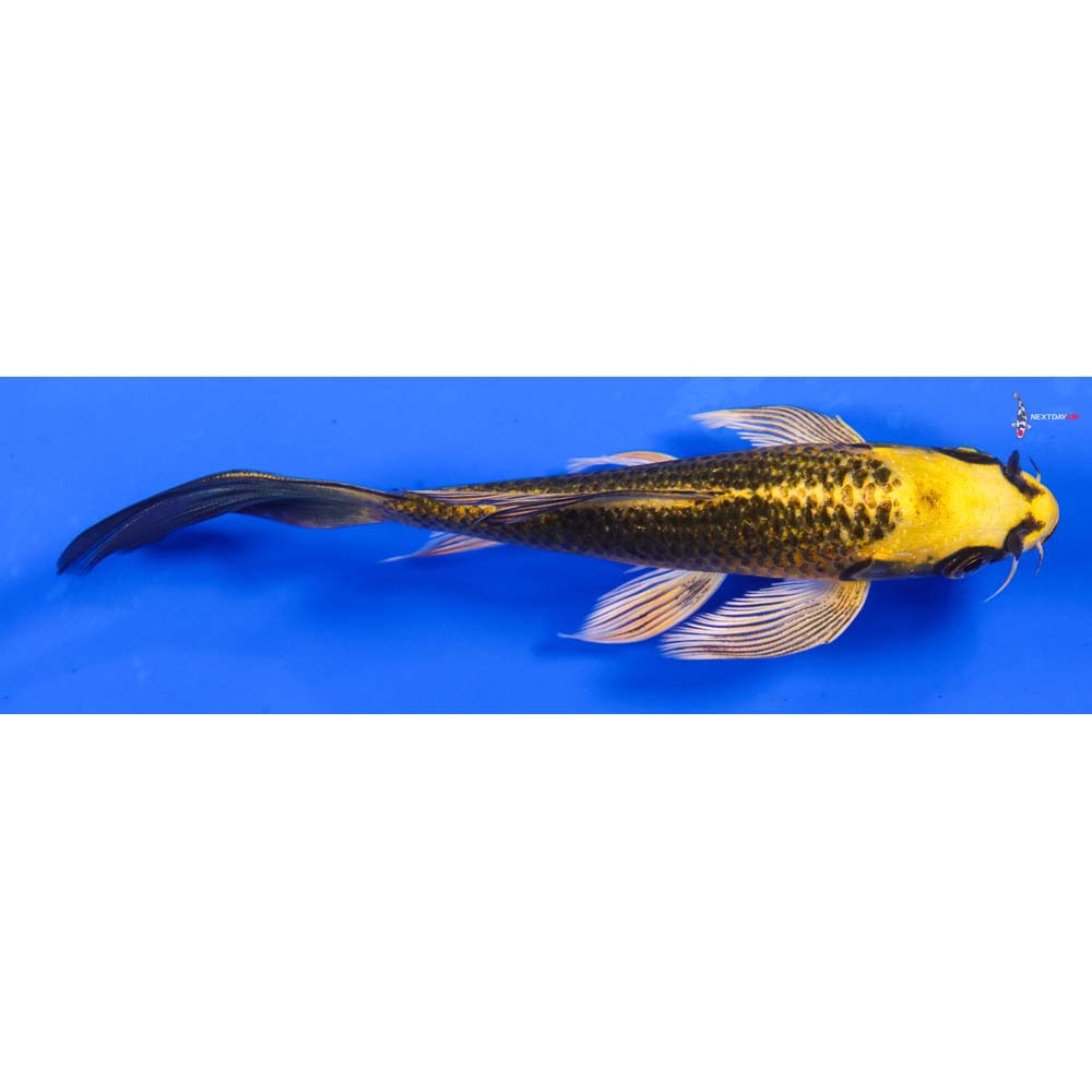 6” Imported Ki Matsuba Butterfly Koi