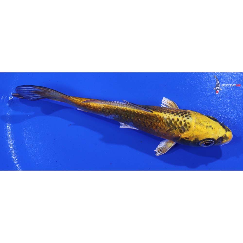 4.5” Imported Ki Matsuba