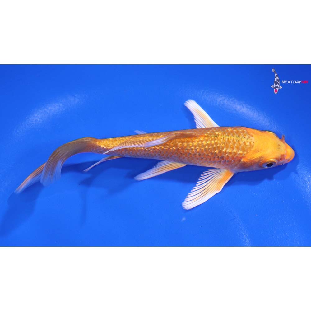 5” Imported Gin Rin Orenji Ogon Butterfly Koi