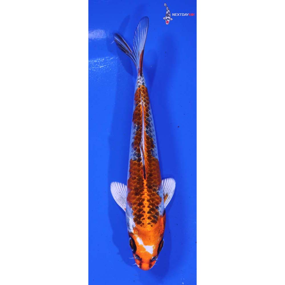 6” Imported Kujaku