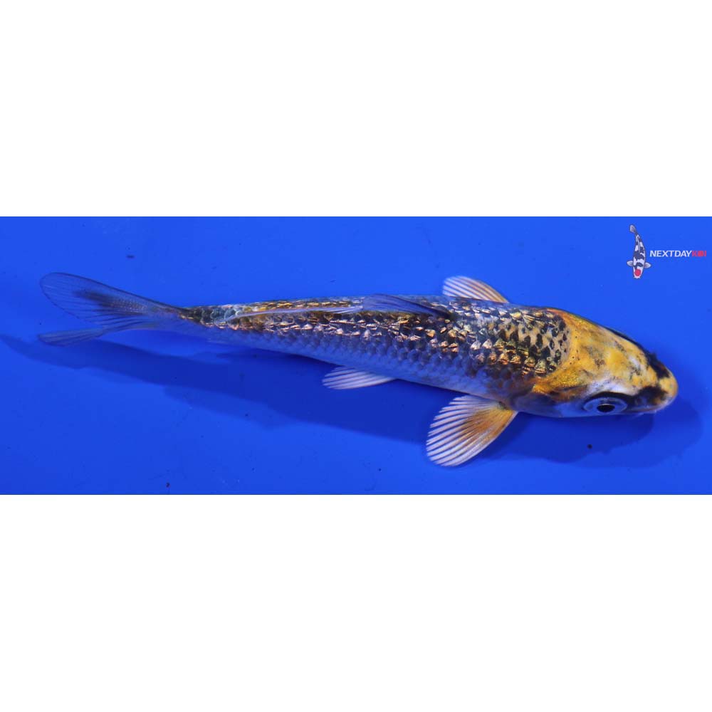 3.5” Imported Gin Rin Kujaku