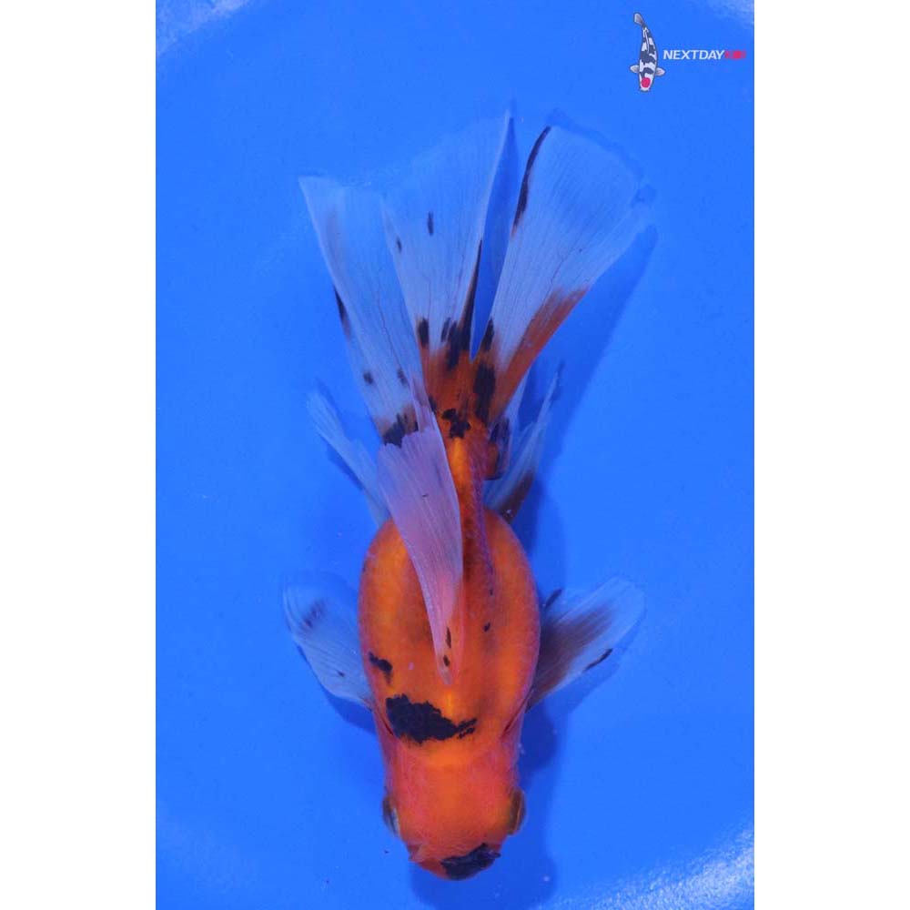 4.5” Imported Calico Ryukin