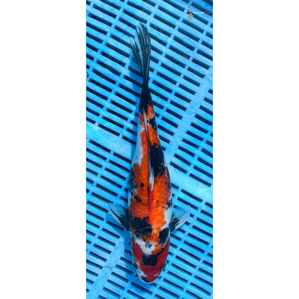 12-14” Imported Showa