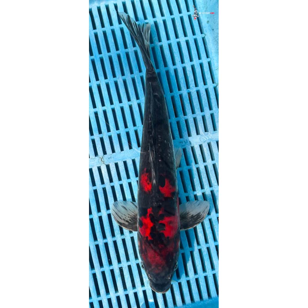 12-14” Imported Doitsu Goshiki