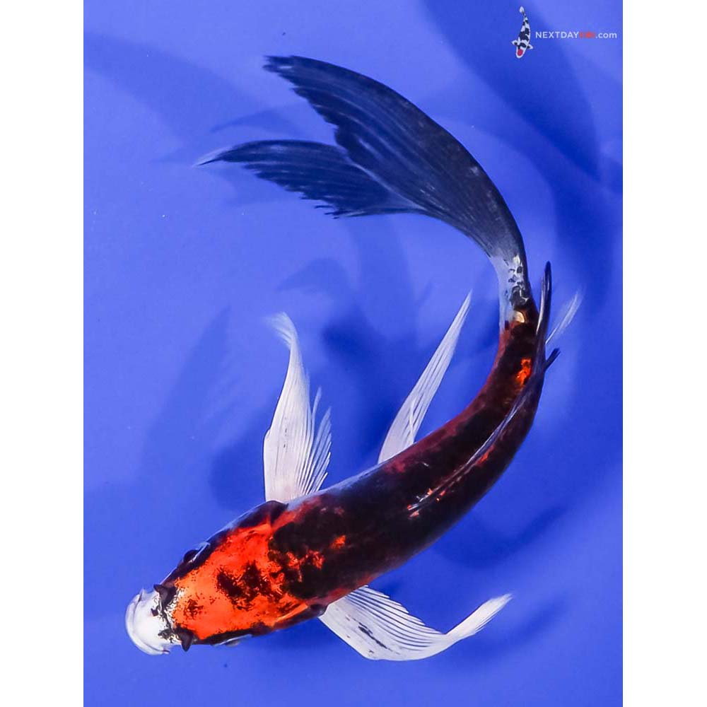 6.5” Imported Kin Kikokuryu Butterfly Koi