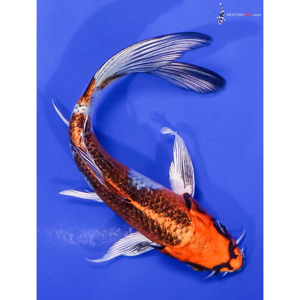 6” Imported Kujaku Butterfly Koi