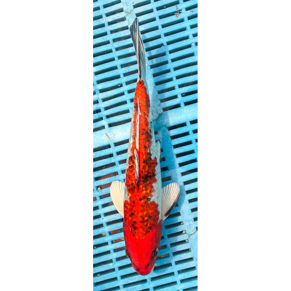 10-12” Imported Gin Rin Yamato Nishiki