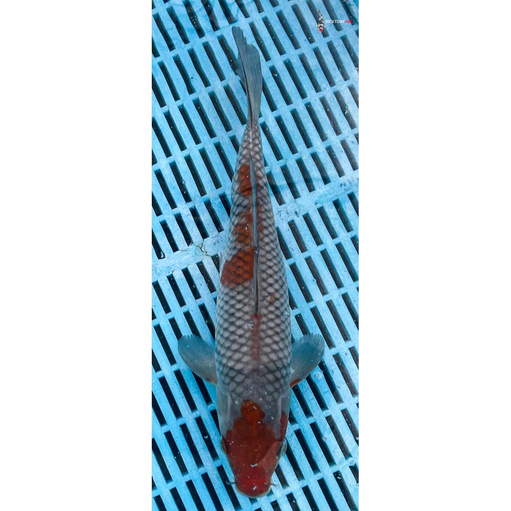 10-12” Imported Ochiba Shigure