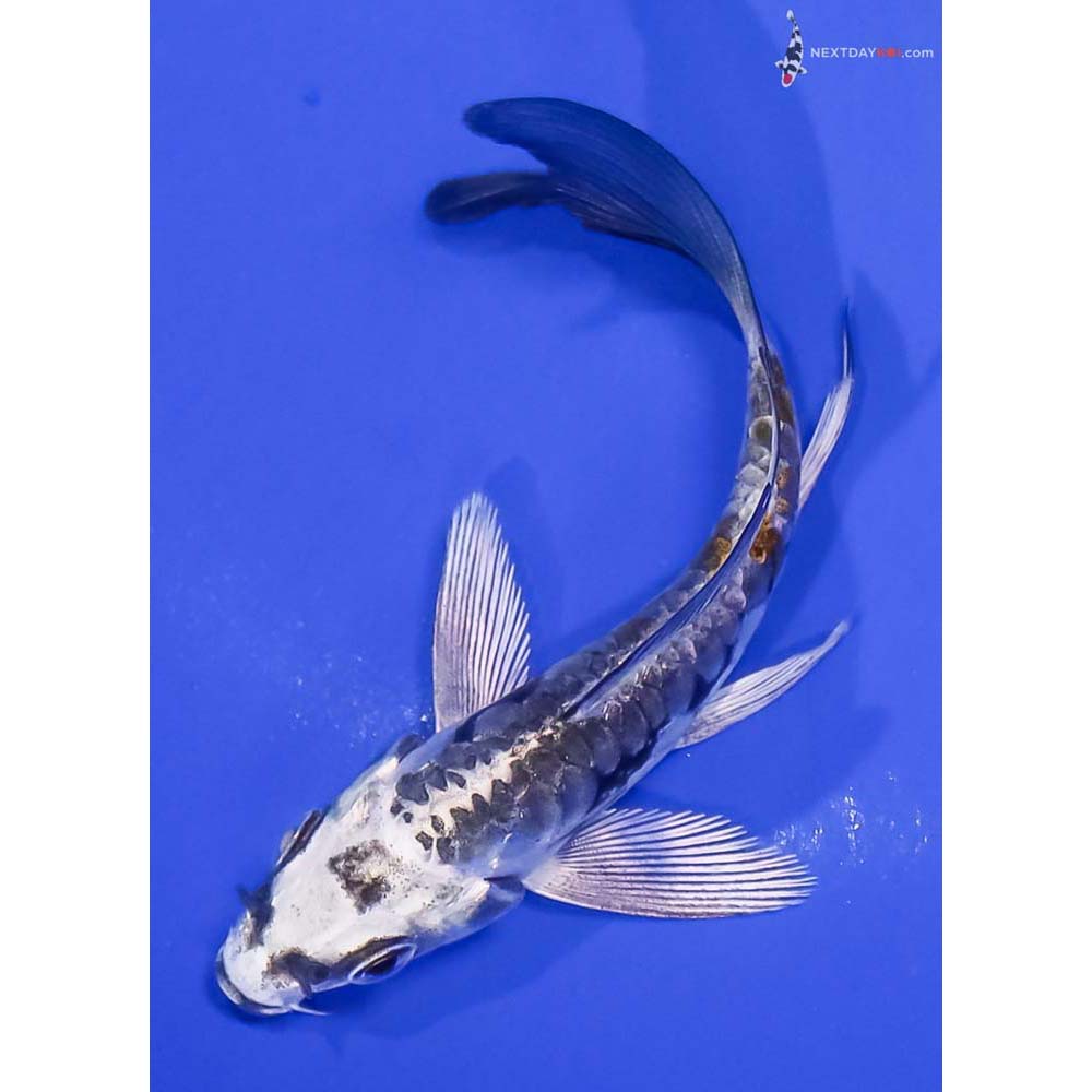 3.5” Imported Kin Kikokuryu Butterfly Koi