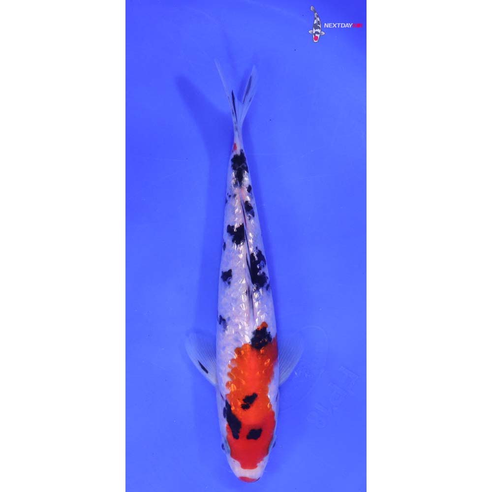 7” Imported Gin Rin Sanke