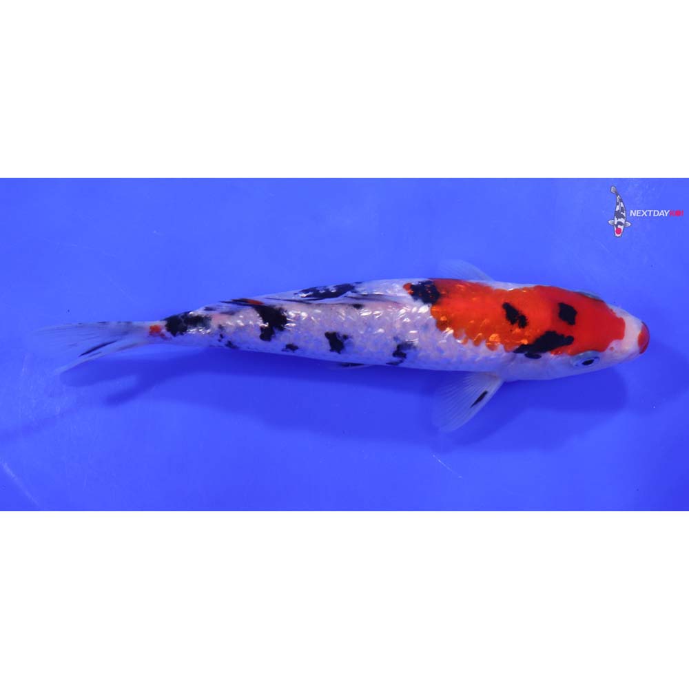 7” Imported Gin Rin Sanke
