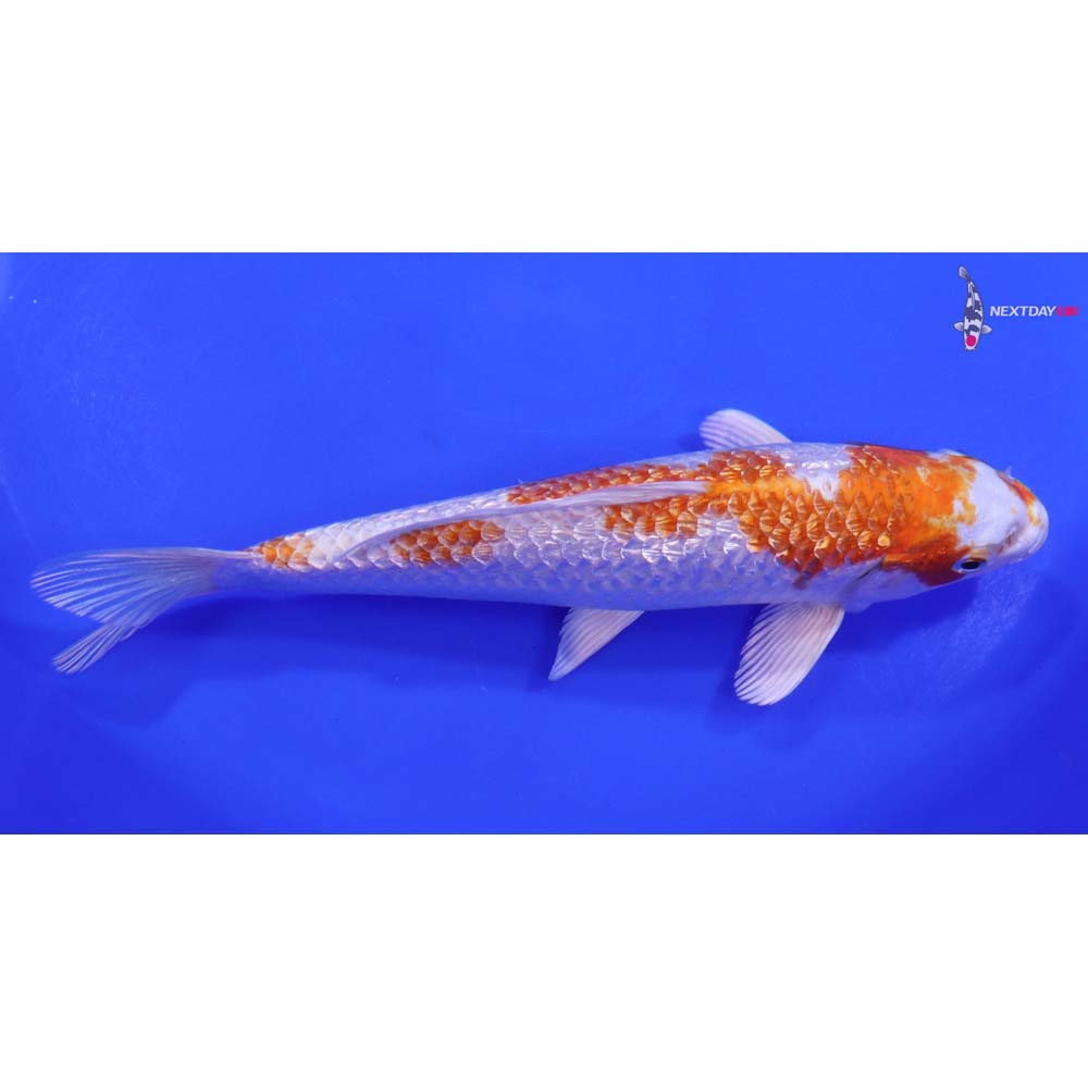 8” Imported Gin Rin Hariwake