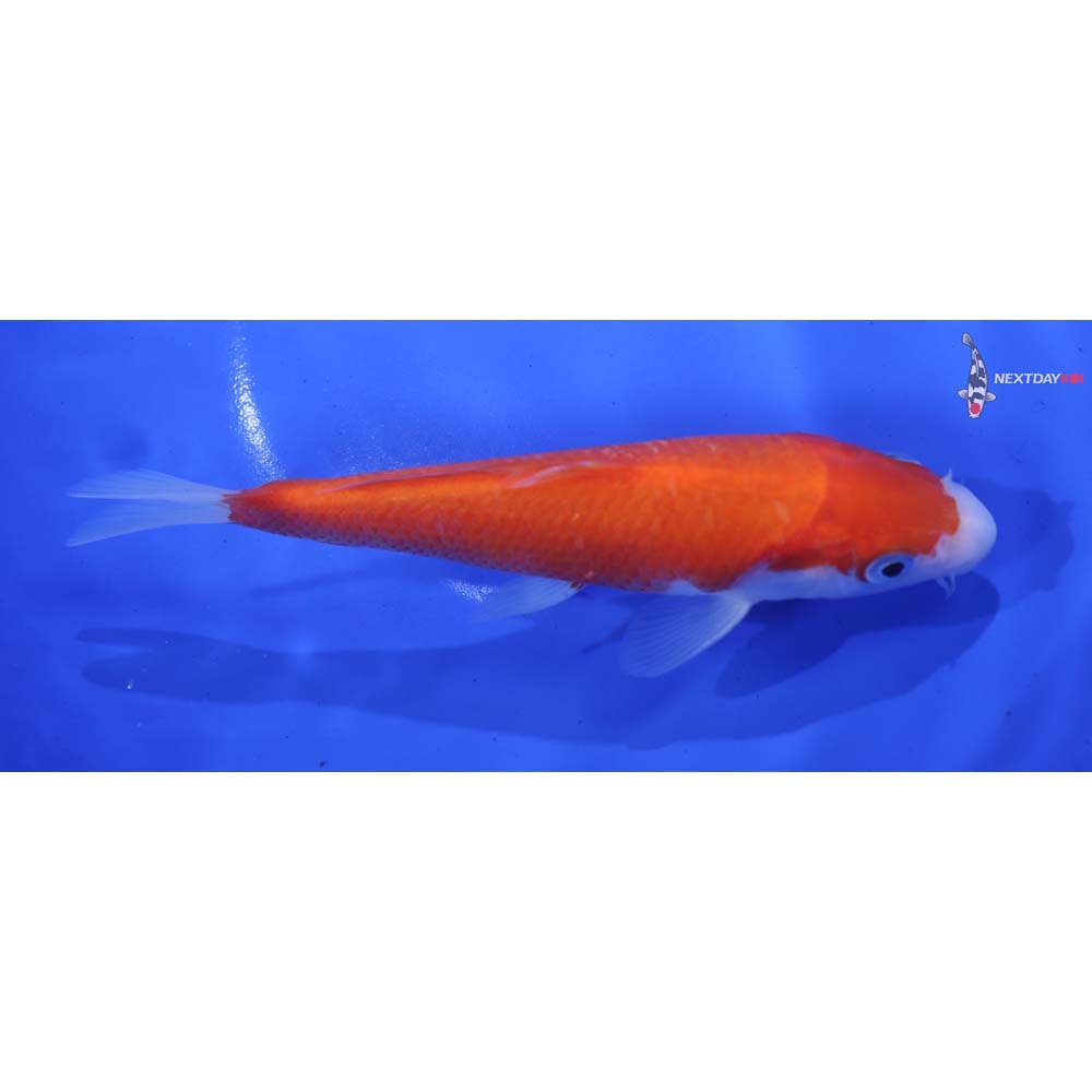 6” Imported Kohaku