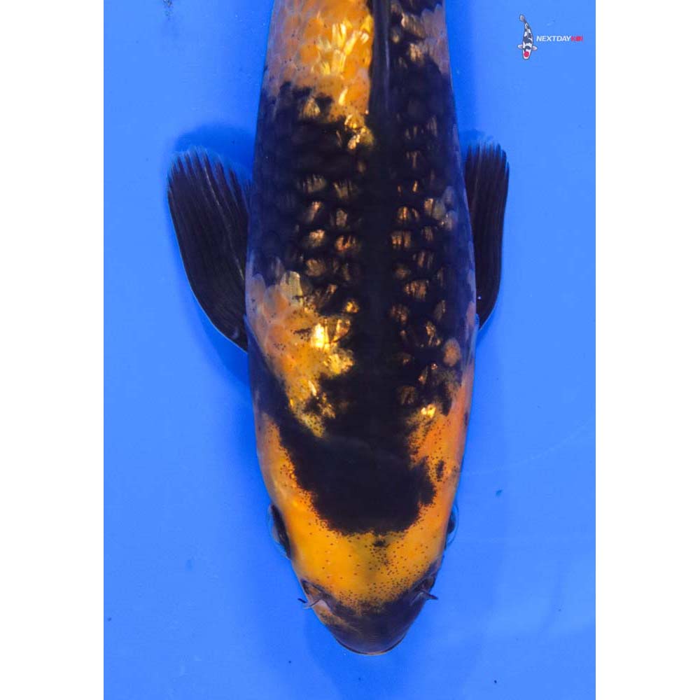8” Imported Gin Rin Hi Utsuri
