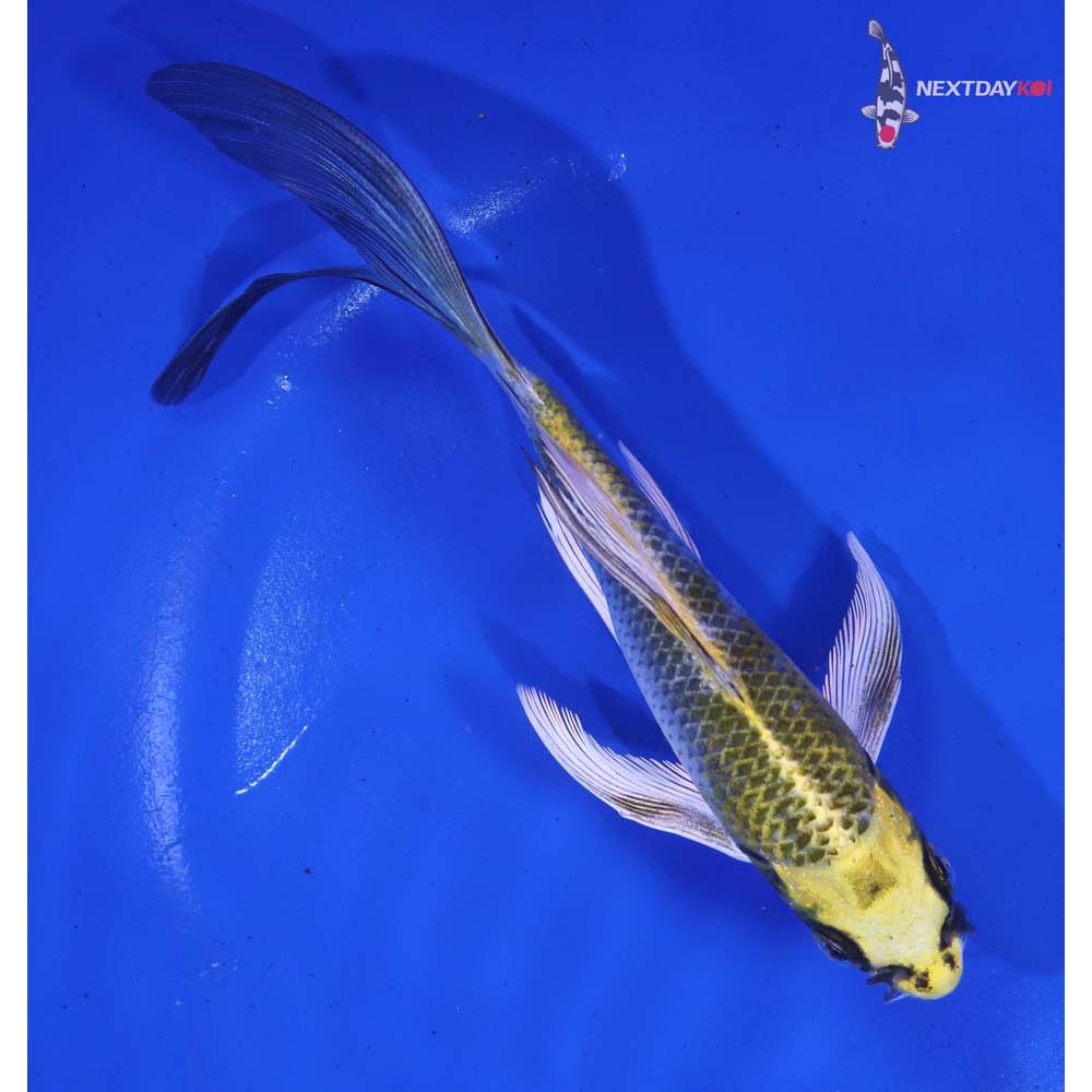 6” Imported Kujaku Butterfly Koi