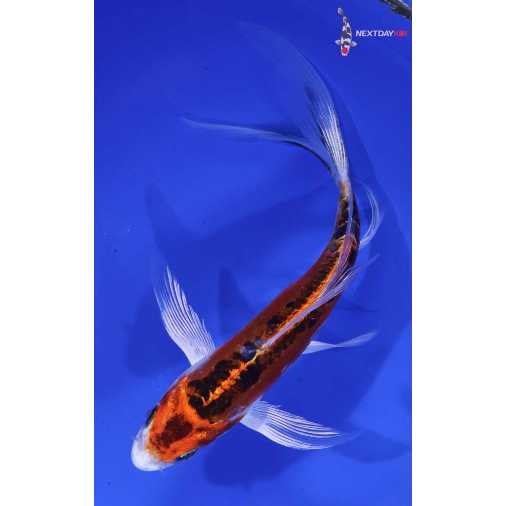 6” Imported Doitsu Kujaku Butterfly Koi