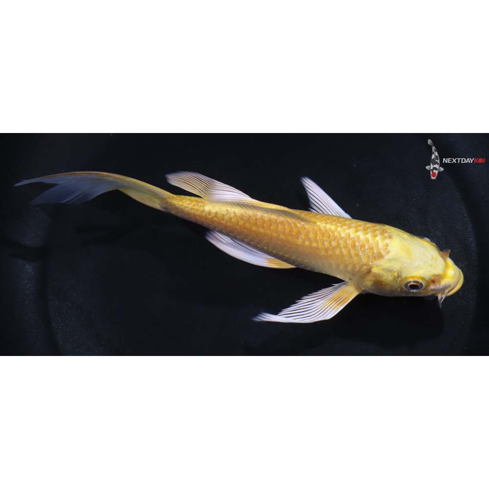 6” Imported Yamabuki Ogon Butterfly Koi