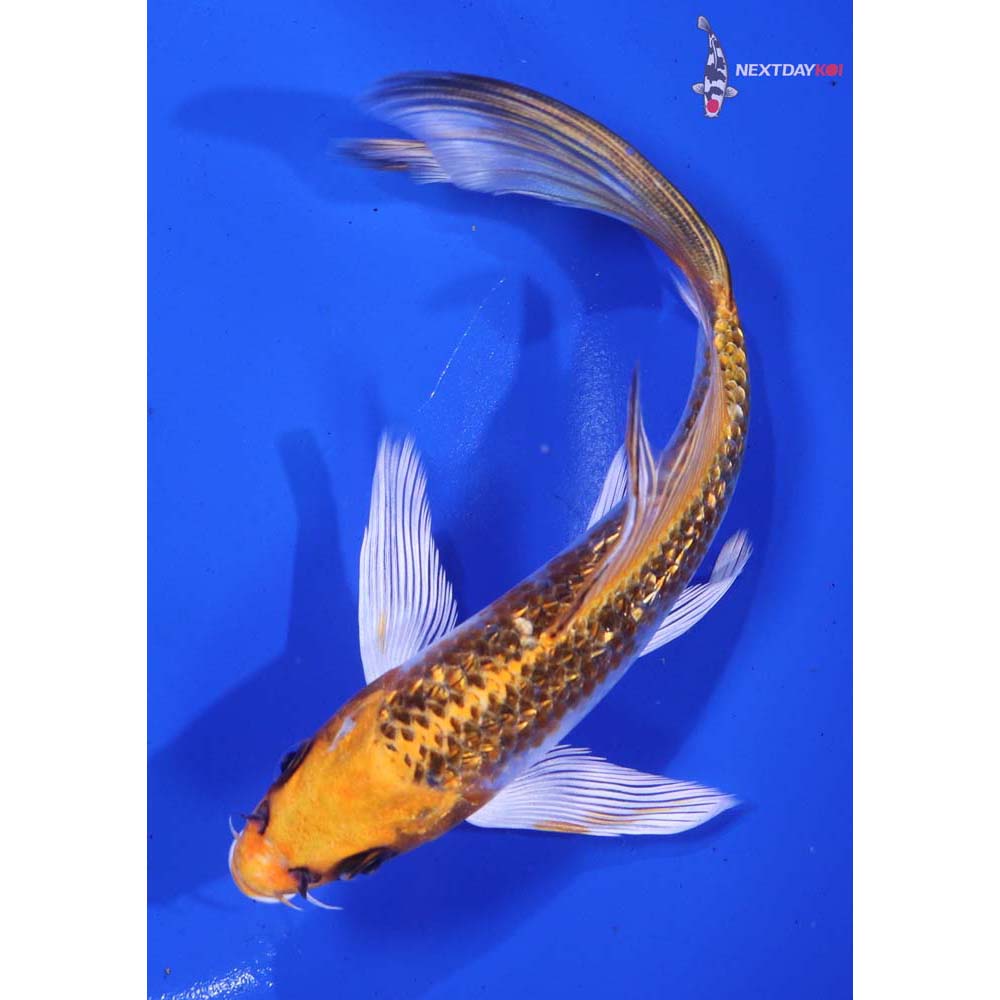 6.5” Imported Gin Rin Kujaku Butterfly Koi