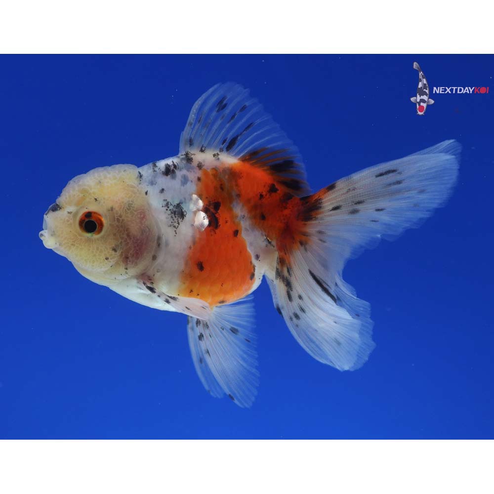 4” Imported Calico Oranda