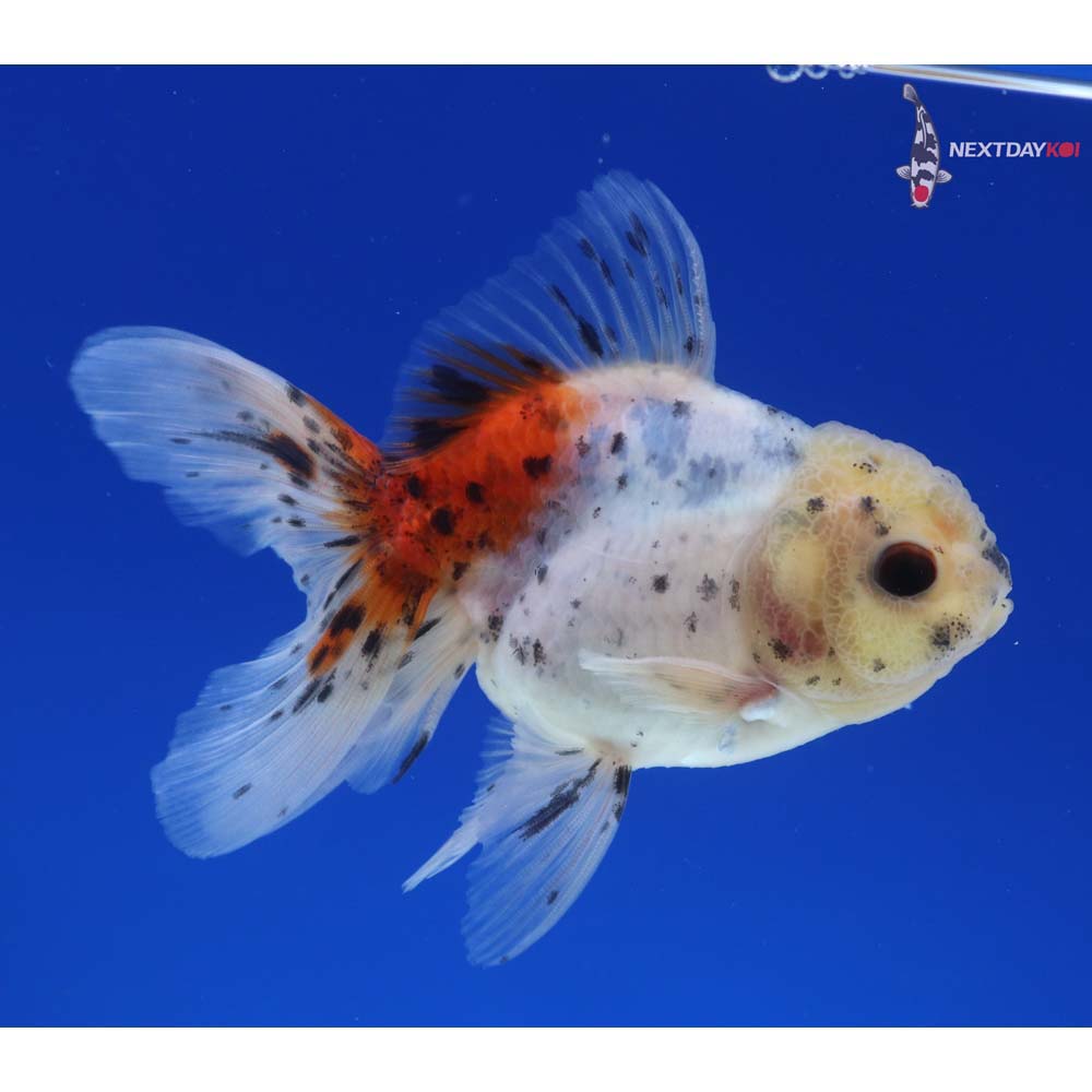 4” Imported Calico Oranda