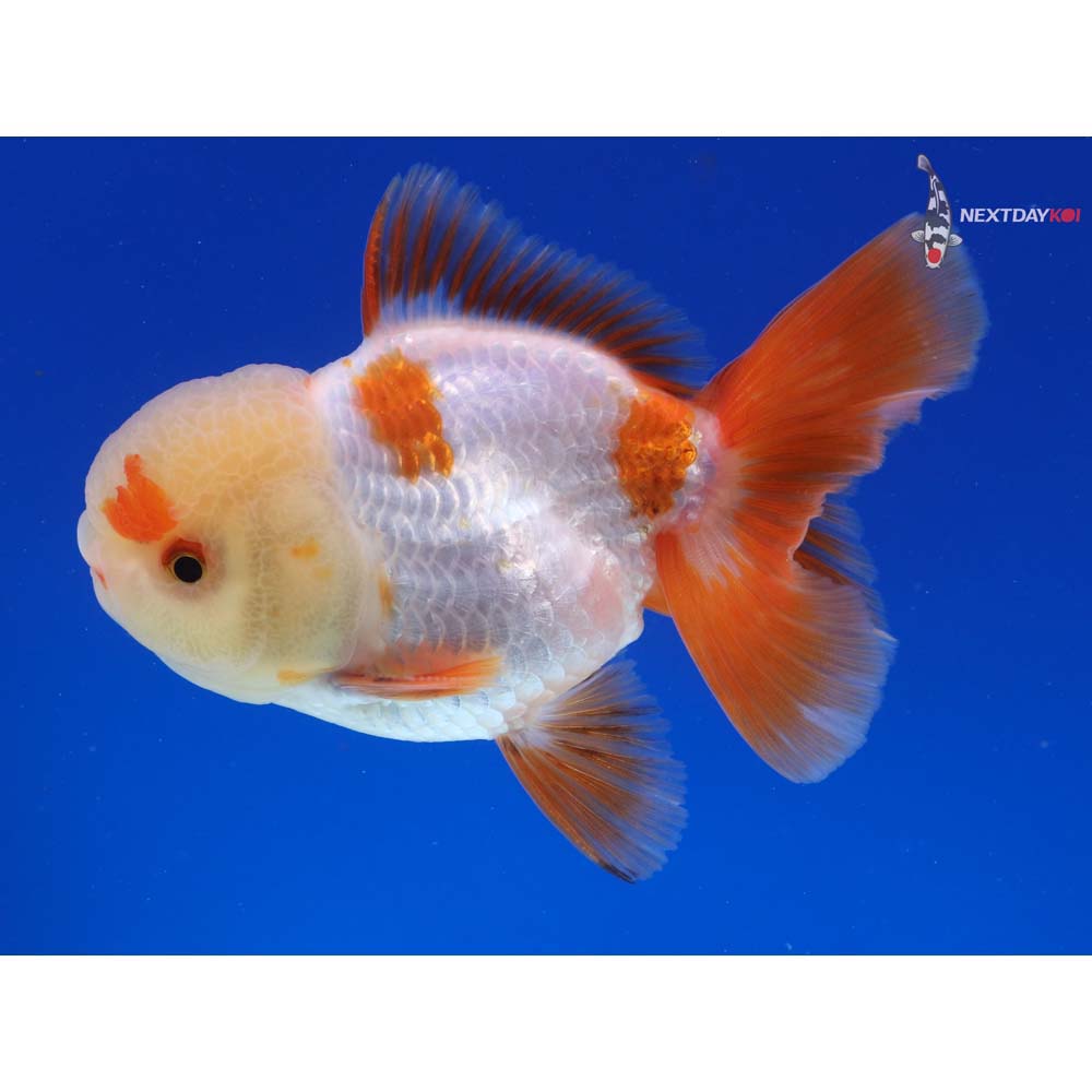 4.5” Imported Male Red and White Oranda