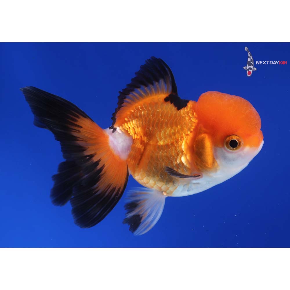 4” Imported Tri Color Oranda
