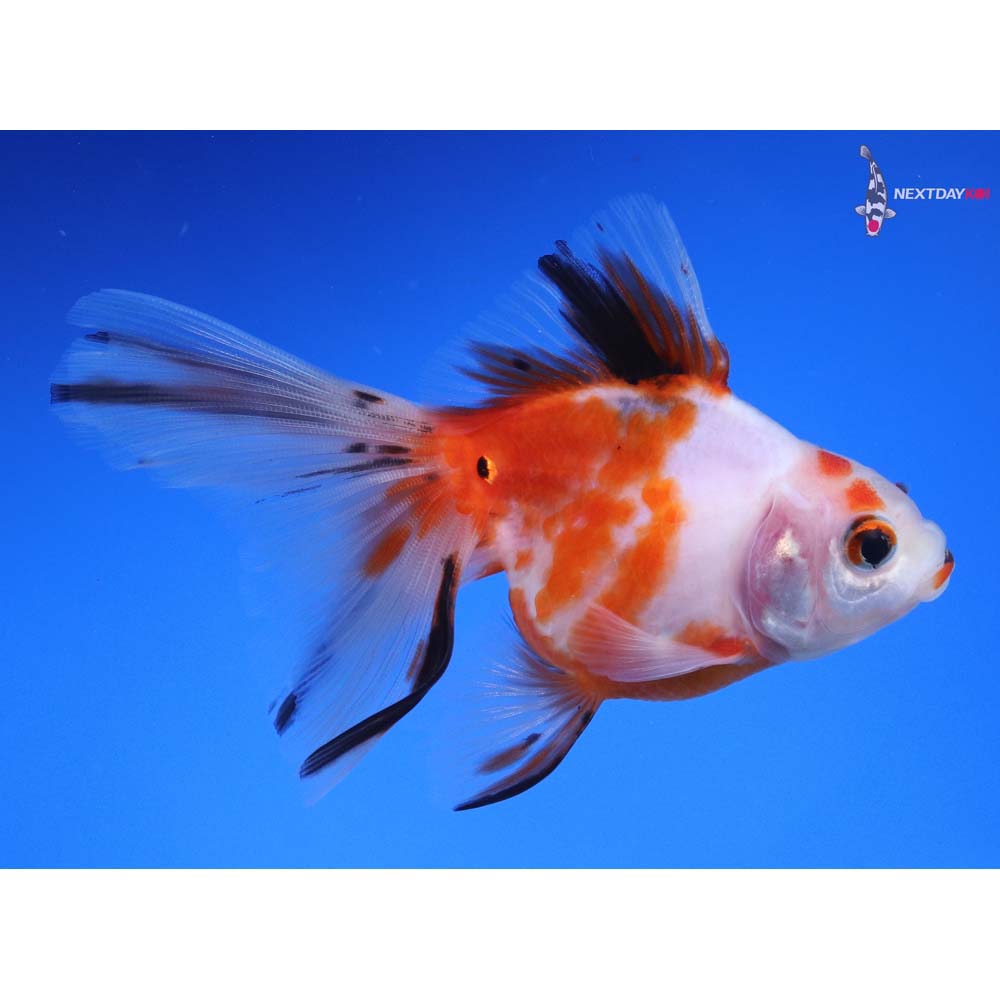 4” Imported Calico Ryukin