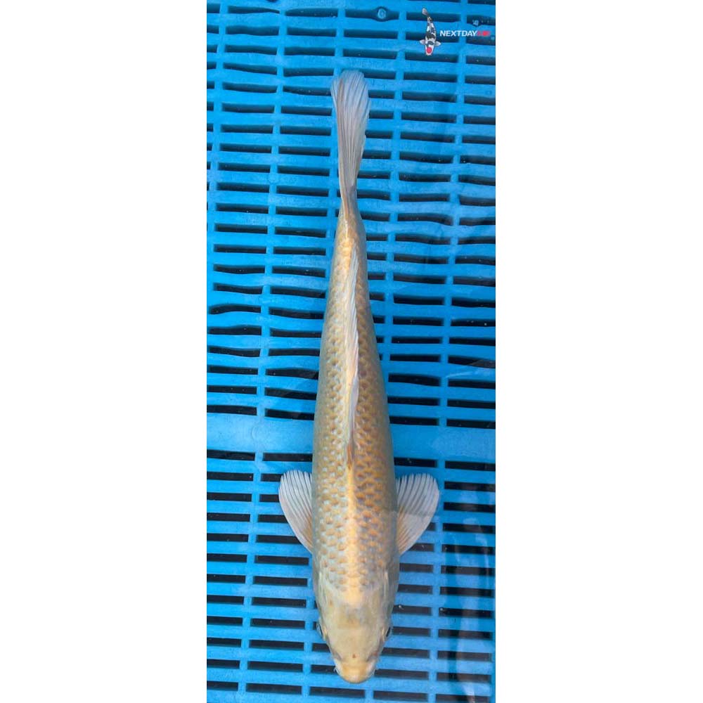 12-14” Imported Yamabuki Ogon