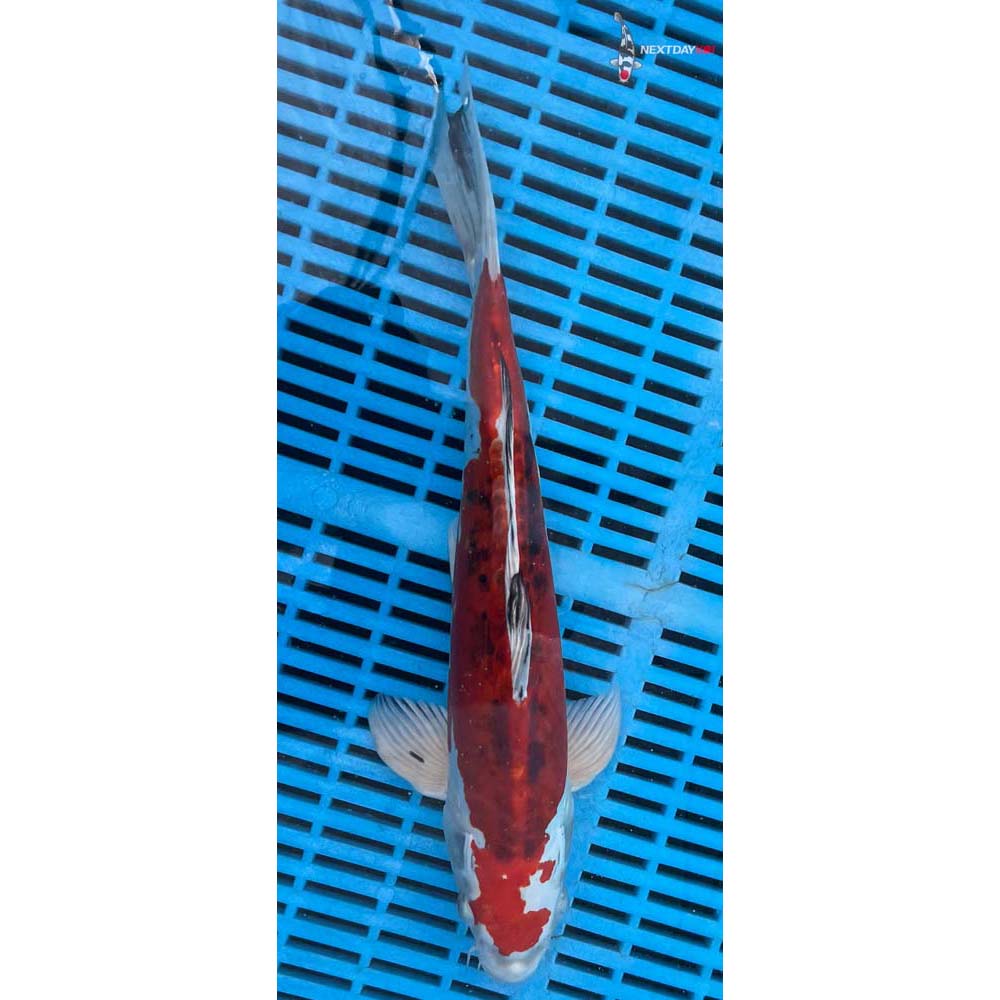 12-14” Imported Heisei Nishiki