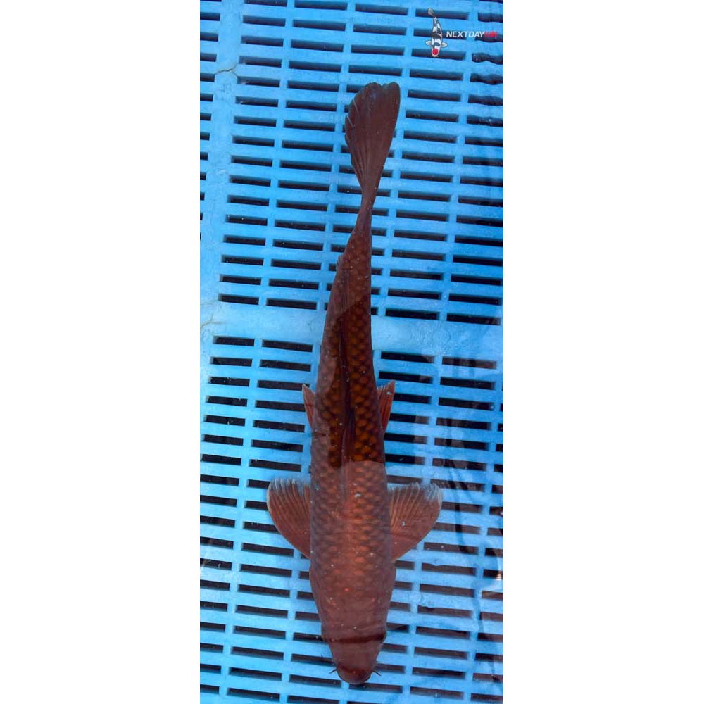 12-14” Imported Chagoi
