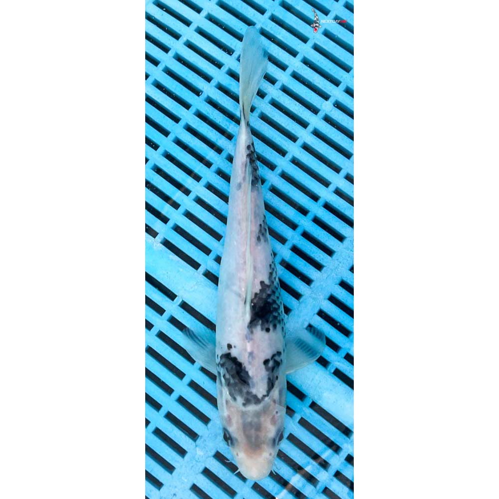 10-12” Imported Shiro Utsuri