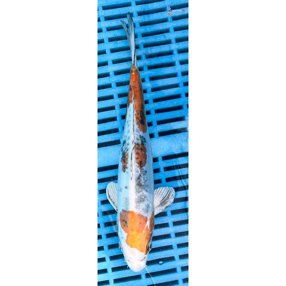 10-12” Imported Heisei Nishiki