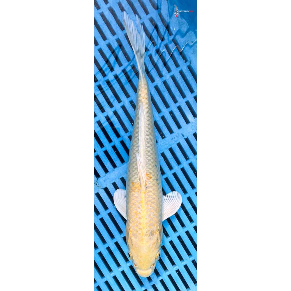 10-12” Imported Yamabuki Ogon