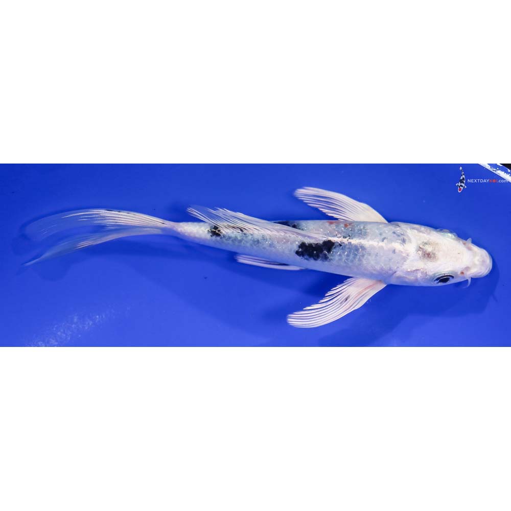 6.5” Imported Yamato Nishiki Butterfly Koi