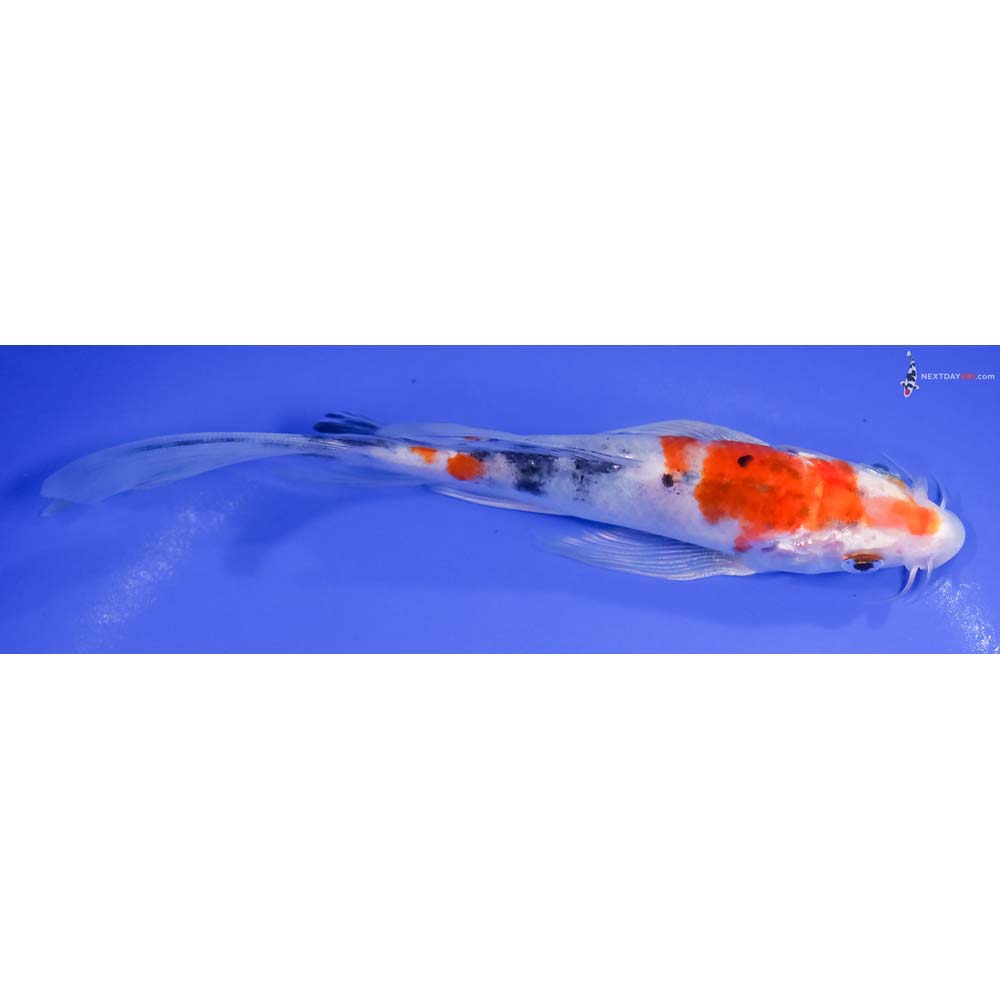 7” Imported Yamato Nishiki Butterfly Koi